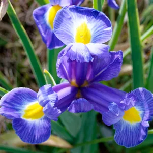 

Ирис Блю Меджик 10 шт