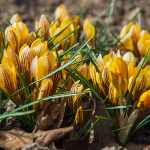 

Крокус Фускотинктус ботанический 15шт