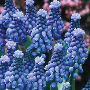 

Мускари Суперстар 10 шт