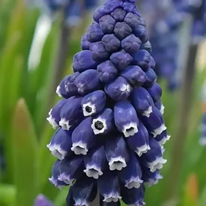 

Мускари Джойс Спирит 10 шт