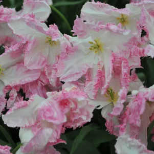 

Тюльпан Кабанна попугайный 5шт