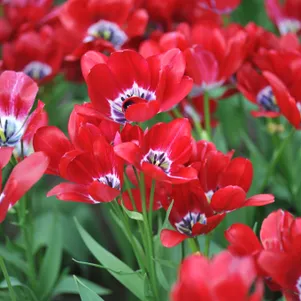 

Тюльпан Фиери Клаб многоцветковый 5шт