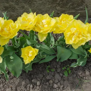 

Тюльпан Мон Амур бахромчатый 4шт