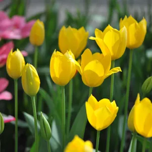 

Тюльпан Мускадет простой поздний 5шт.