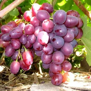 

Виноград Память учителя столовый