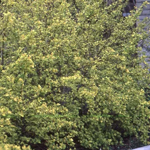 

Пузыреплодник Лютеус