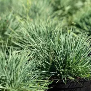 

Келерия сизая