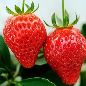 

Клубника Сударушка