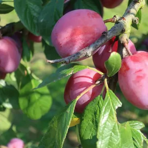 

Слива Сувенир Востока