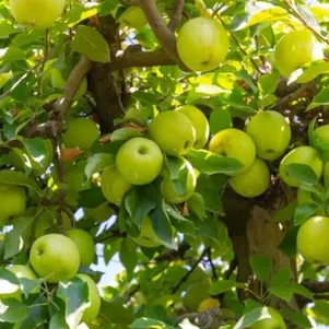 

Яблоня Голден Би
