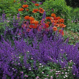 

Котовник Феликс кистевидный