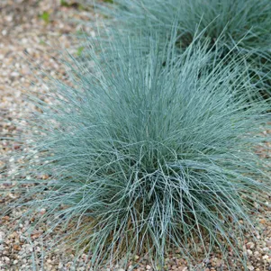 

Овсяница сизая