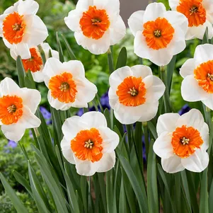 

Нарцисс Белла Виста крупнокорончатый 2шт.