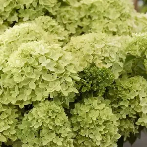 

Гортензия Литл Эппл метельчатая