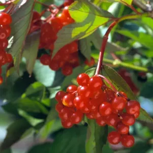 

Калина Киевская садовая