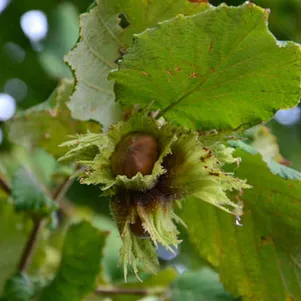 

Фундук Черкесский-2