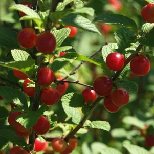 

Вишня Алиса войлочная