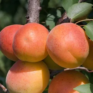 

Абрикос Красный партизан самоплодный