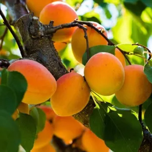 

Абрикос Мелитопольский ранний самоплодный