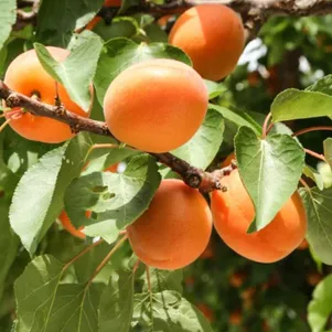 

Абрикос Нью джерси самоплодный