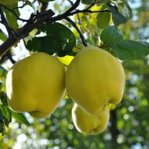 

Айва Яблочная