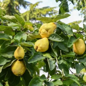 

Айва Грушевидная