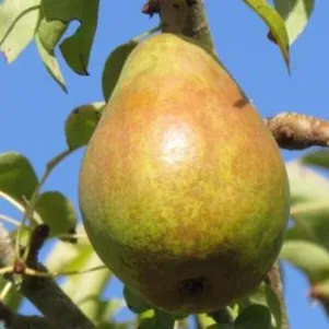 

Груша Киргизская