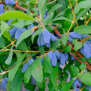 

Жимолость Изюминка