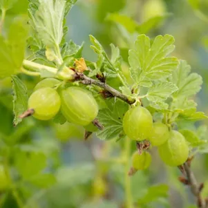 

Крыжовник Зеленый дождь (крупноплодный)