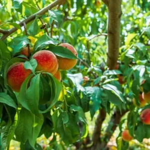 

Персик Чемпион