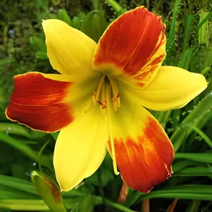 

Лилейник Беппи