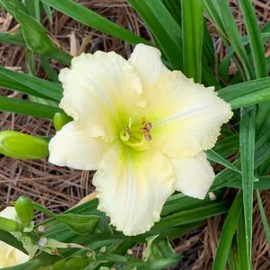 

Лилейник Вайт Лимонад