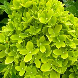 

Гортензия Би Грин метельчатая