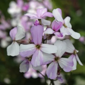 

Флокс Нюанс