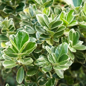 

Бересклет японский Президет Готье