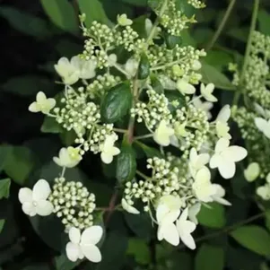 

Гортензия Шантильи Лейс метельчатая