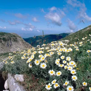 

Антемис (Пупавка) горный