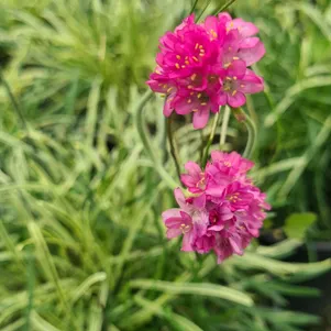 

Армерия приморская Нифти Трифти