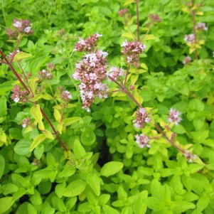 

Душица Тамблз Вэраети