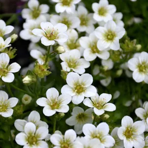 

Камнеломка Арендса Капучино