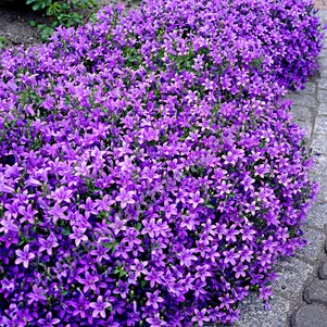 

Колокольчик Портеншлага