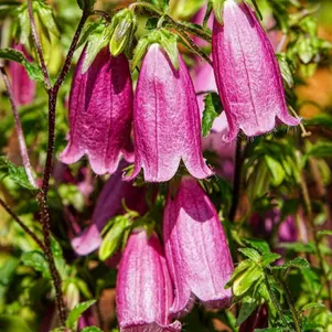 

Колокольчик Кампанелло Ред гибридный