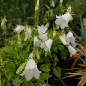 

Колокольчик Альпина Бриз Вайт ложечницелистный