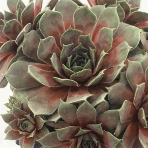 

Молодило Калинда