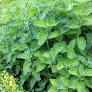 

Мята Ананас Вариегата