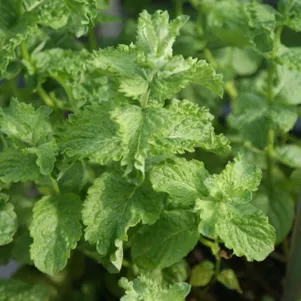 

Мята Японское Мохито