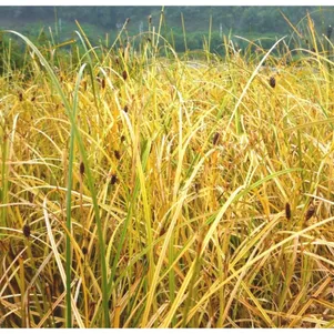 

Осока Калотидес