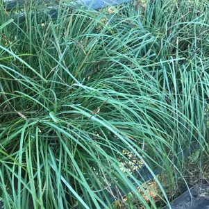 

Осока Блю Зингер повислая