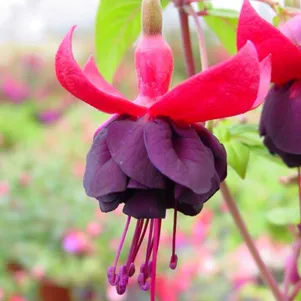 

Фуксия Миллениум