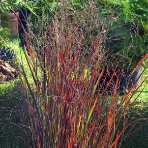 

Просо Хейлигер Хайн прутьевидное